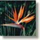 South Africa project strelitzia